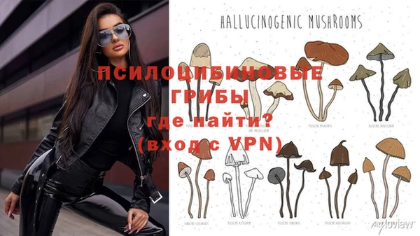 гашик Белокуриха
